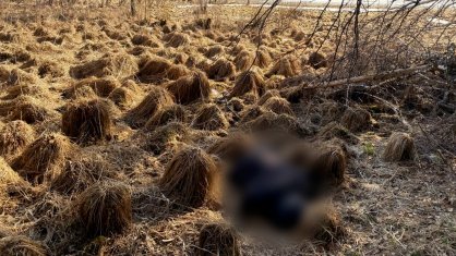 В Республике Алтай организовано проведение проверки по факту обнаружения в Турочакском районе тела мужчины